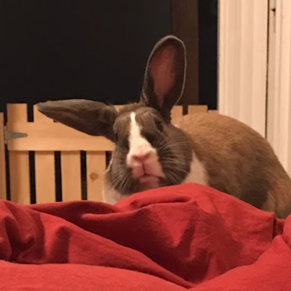 Meet your Posher, Max - Picture 1 of 1